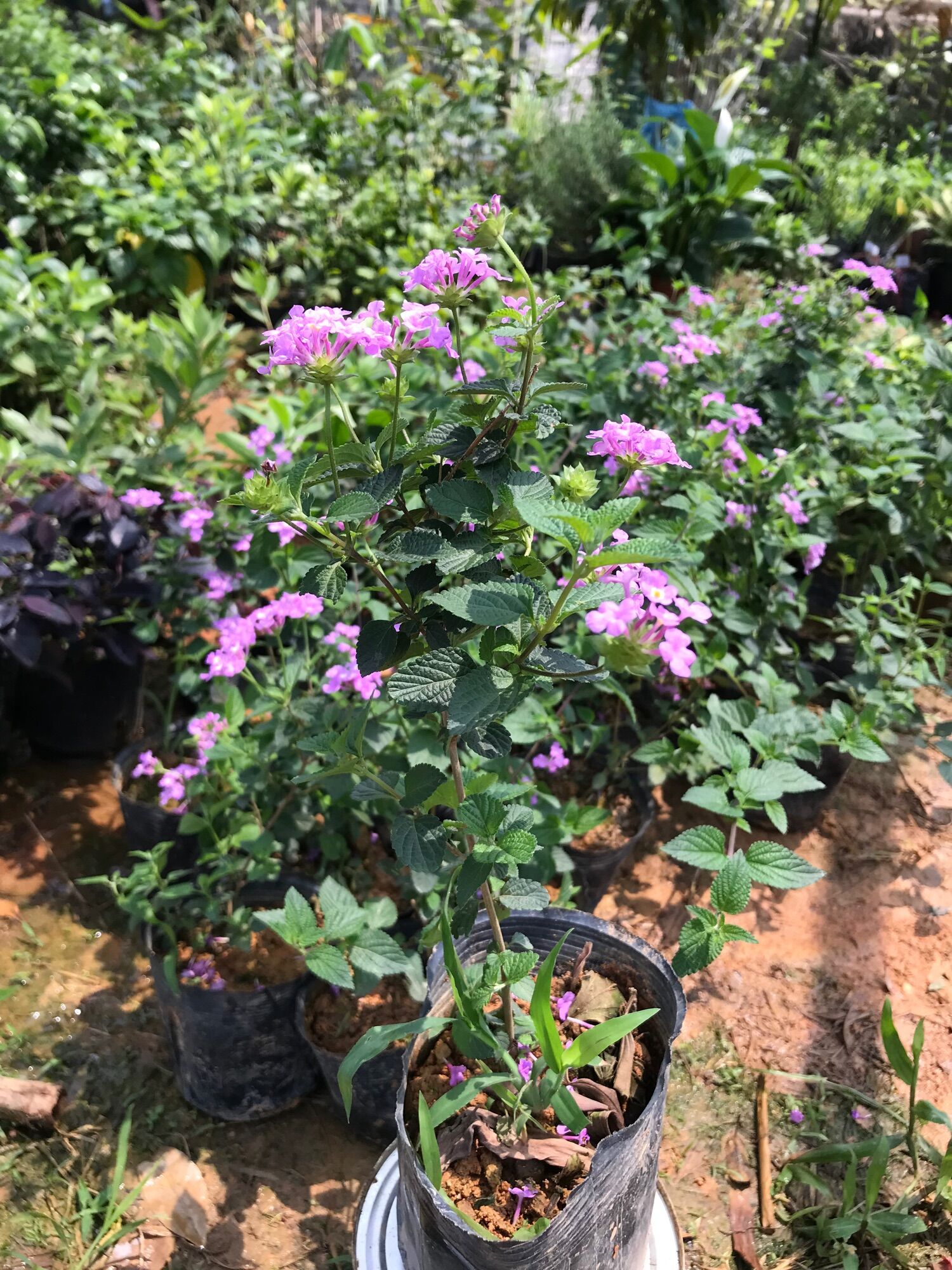 giống cây hoa ngũ sắc