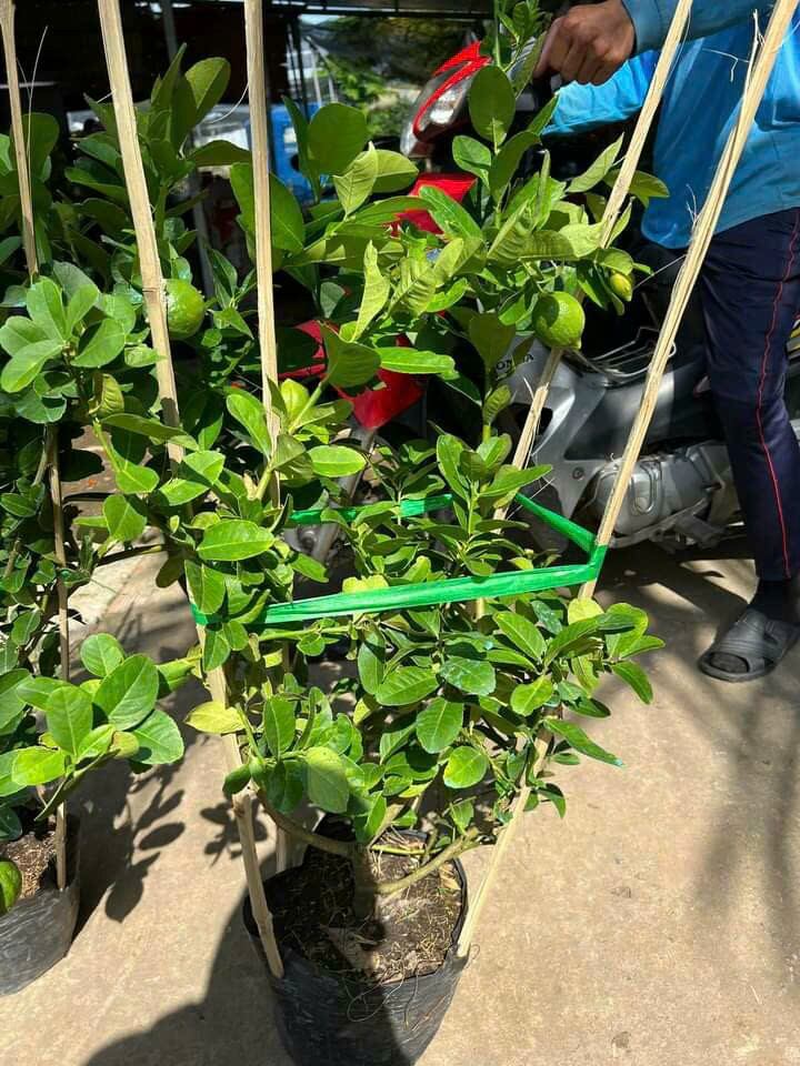 Cây Chanh Mỹ Vàng đang trái
