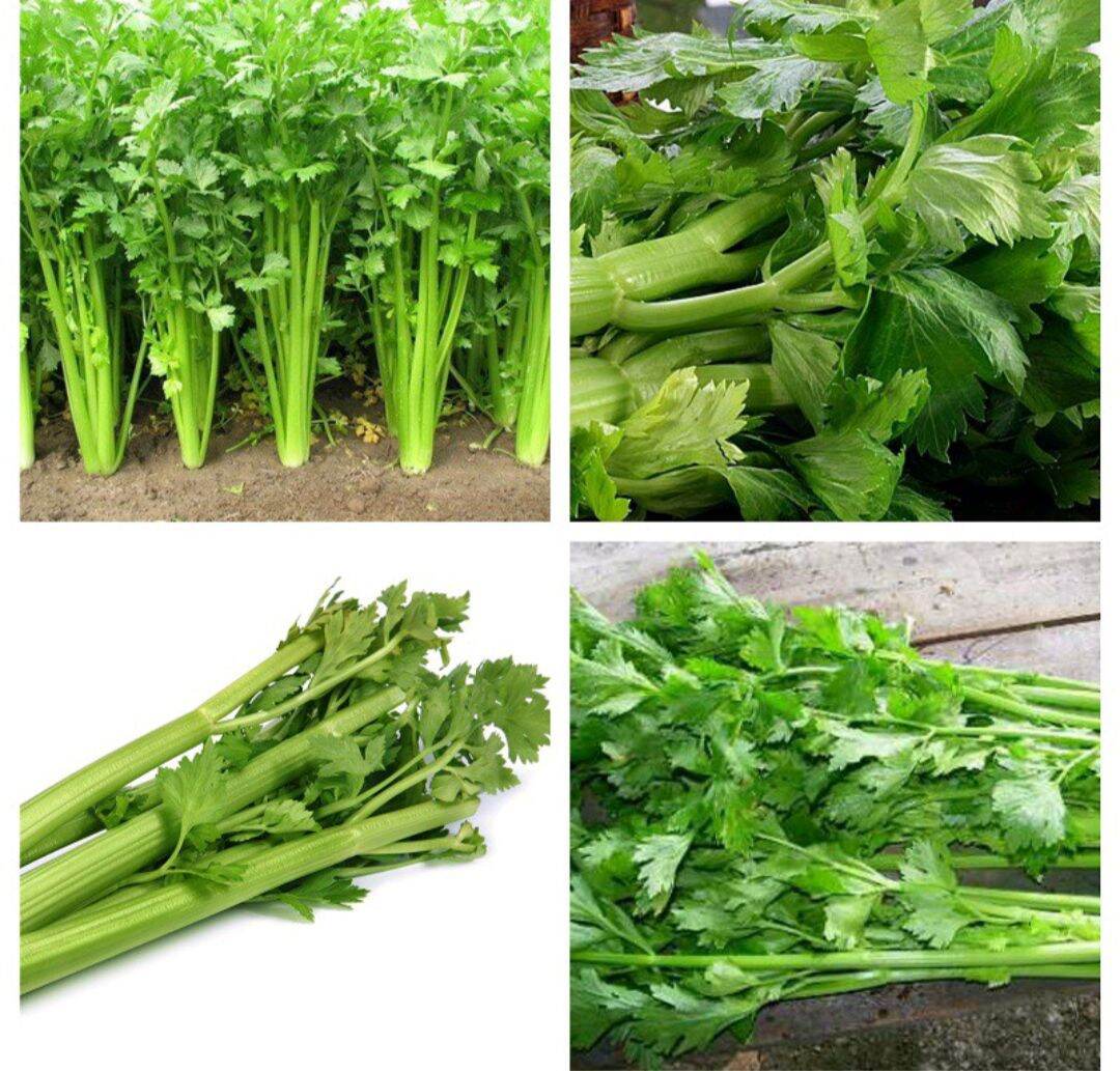 Hạt giống rau cần tây hn gói 5g