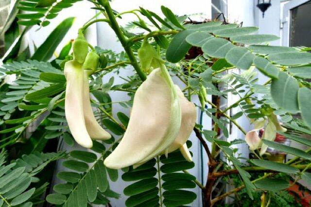 hạt giống BÔNG SO ĐŨA - gói 2gr