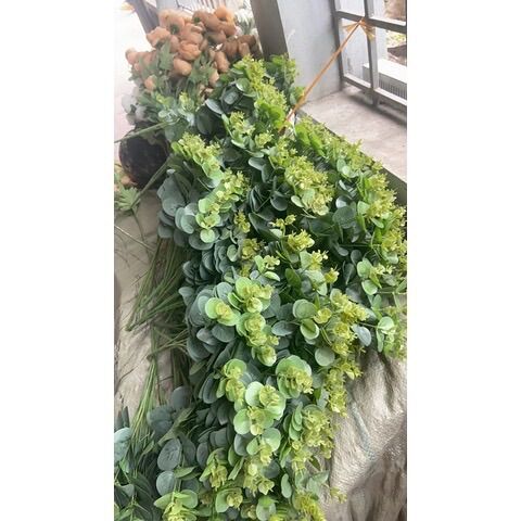 LÁ TÁO, cụm 16 nhánh