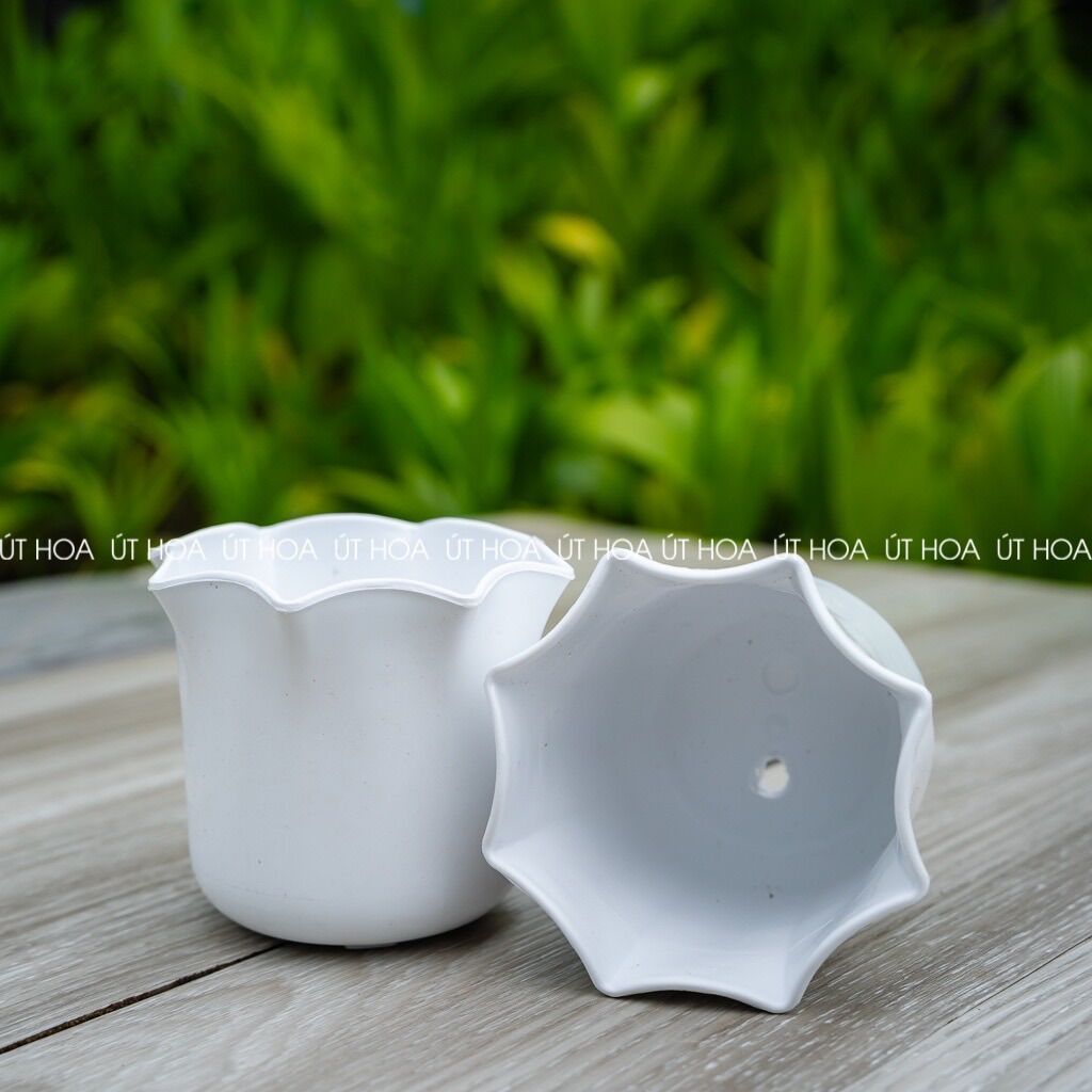 Chậu mini miệng bèo dày dặn, trồng sen đá, hoa kiểng