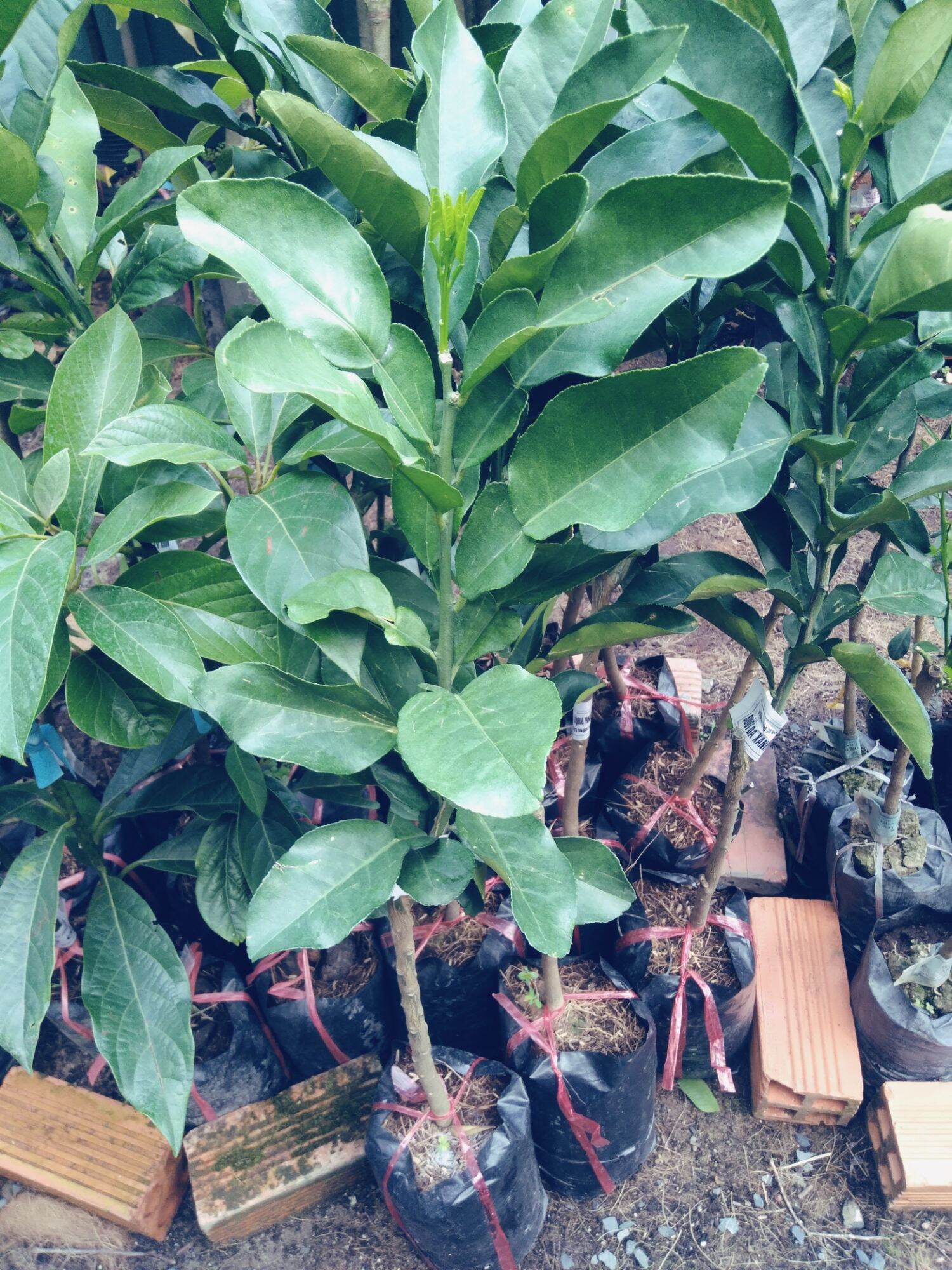 Cây bưởi da xanh ruột hồng cây ghép