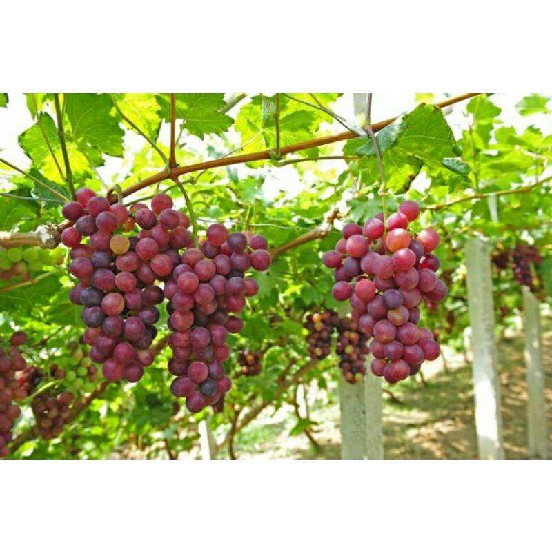 CÂY GIỐNG NHO NINH THUẬN