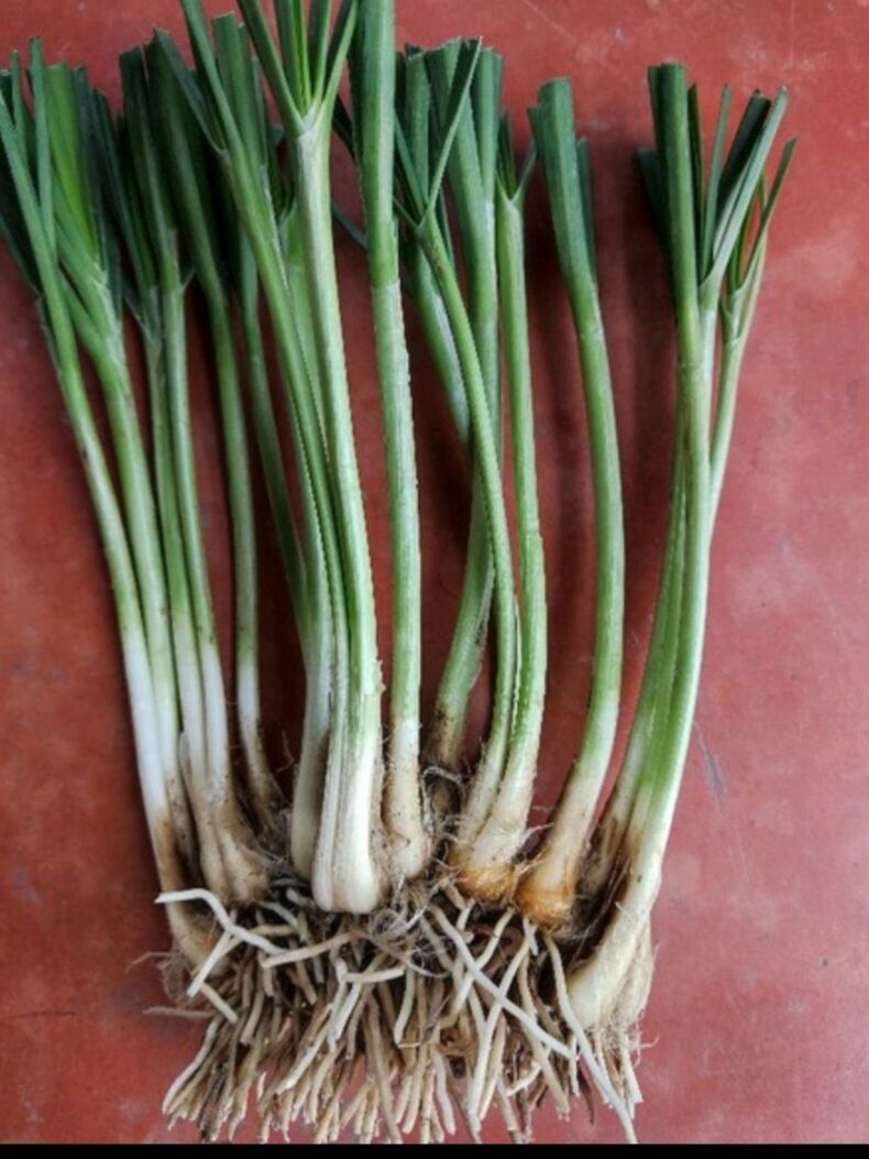 100 Củ hẹ giống ( hẹ ta)