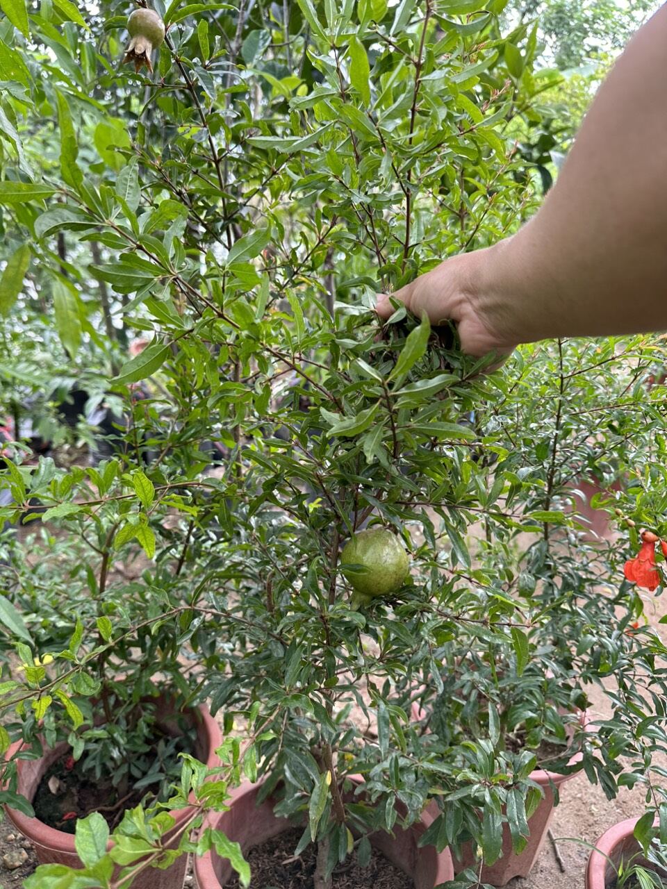 cây lựu đỏ ấn độ đang hoa