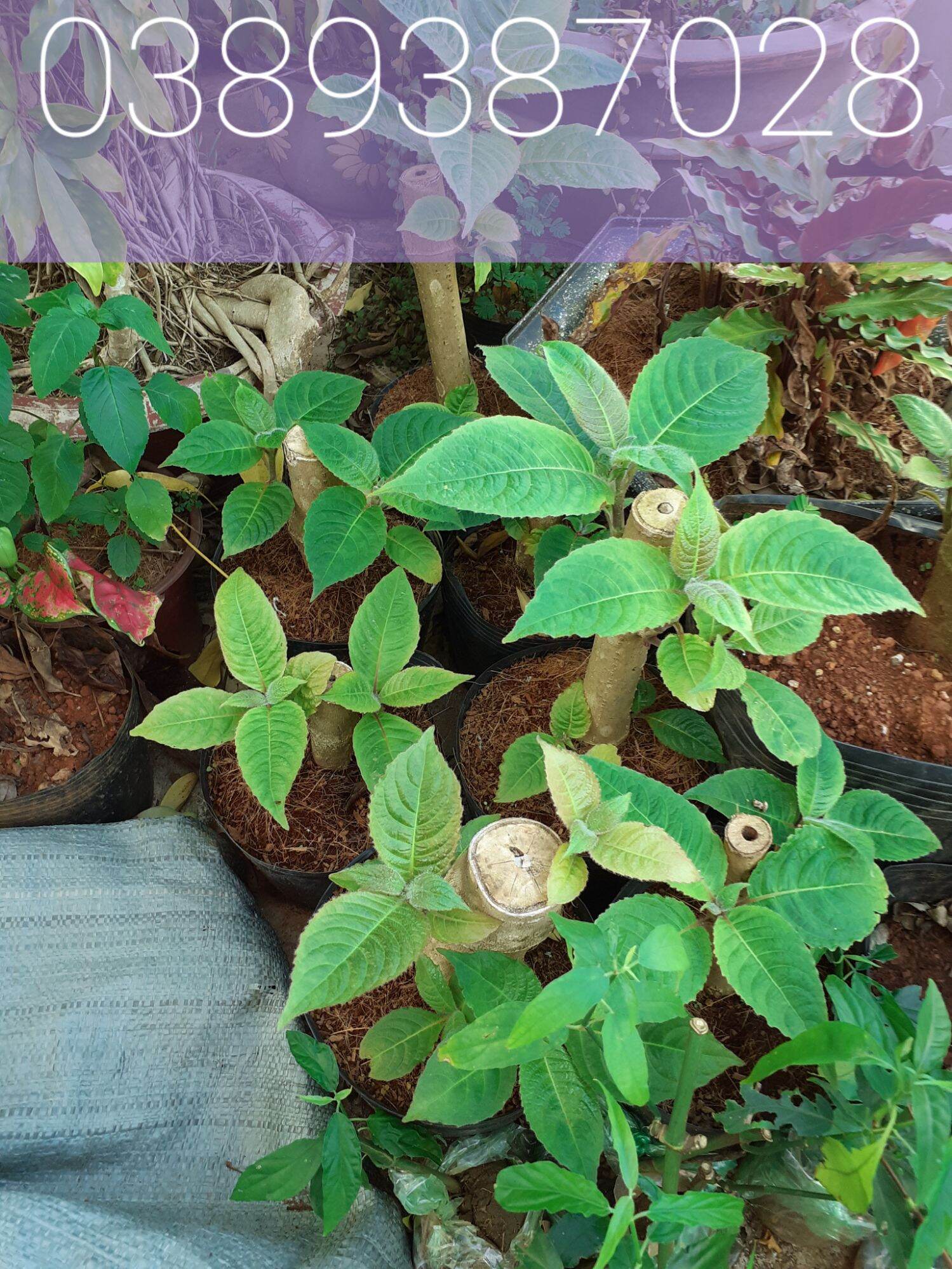 cây chè khổng lồ giống gốc to bằng cổ tay nhanh lớn