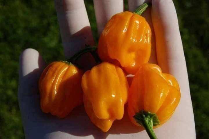 Hạt Ớt cam siêu cay Habanero 2 Hạt