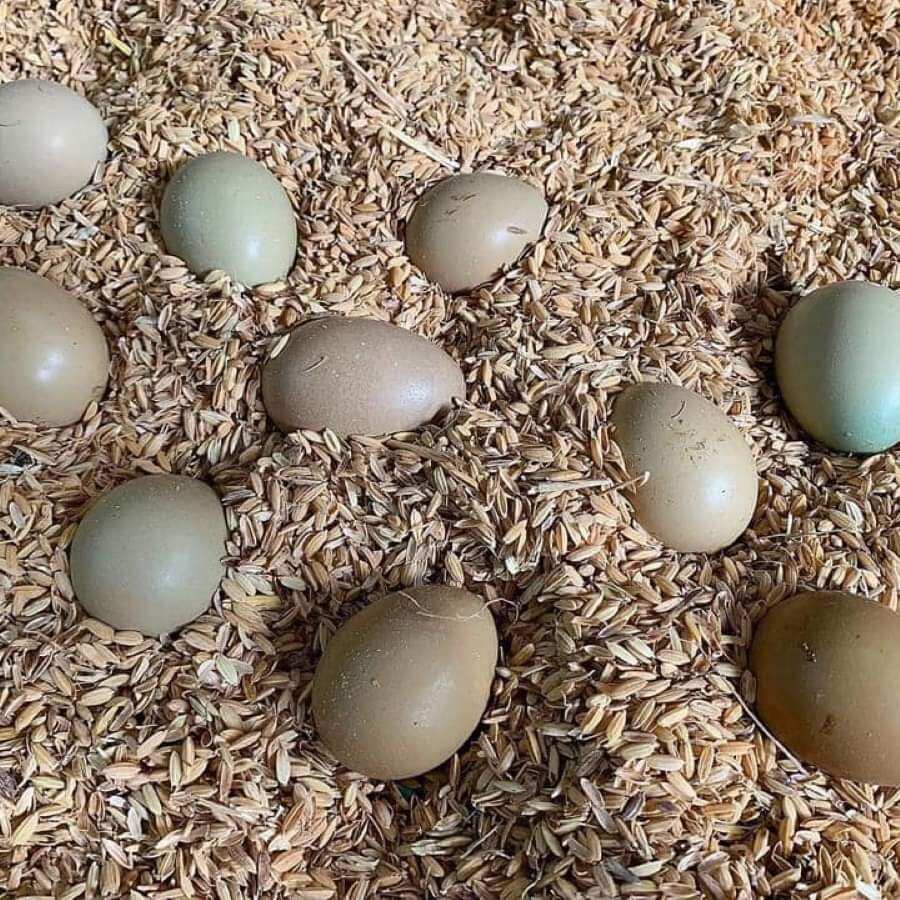 Trứng chim trĩ ăn bỗ 10 trứng