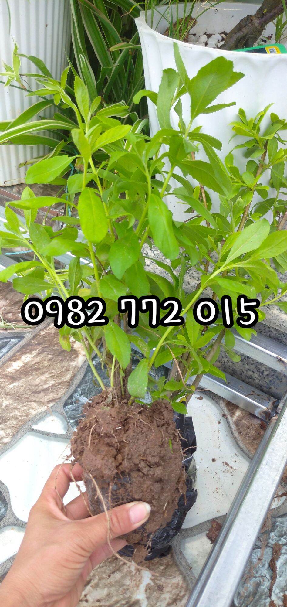 Combo 5 cây cúc tần,từ bi nhiều công dụng.