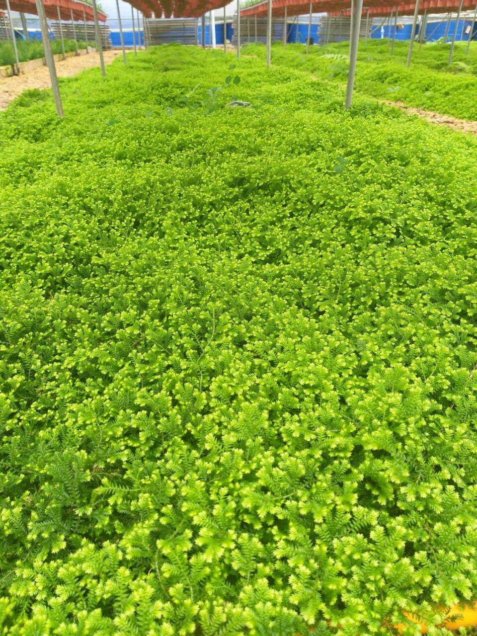 Rêu san hô- sợi rêu mịn phủ đều chậu..