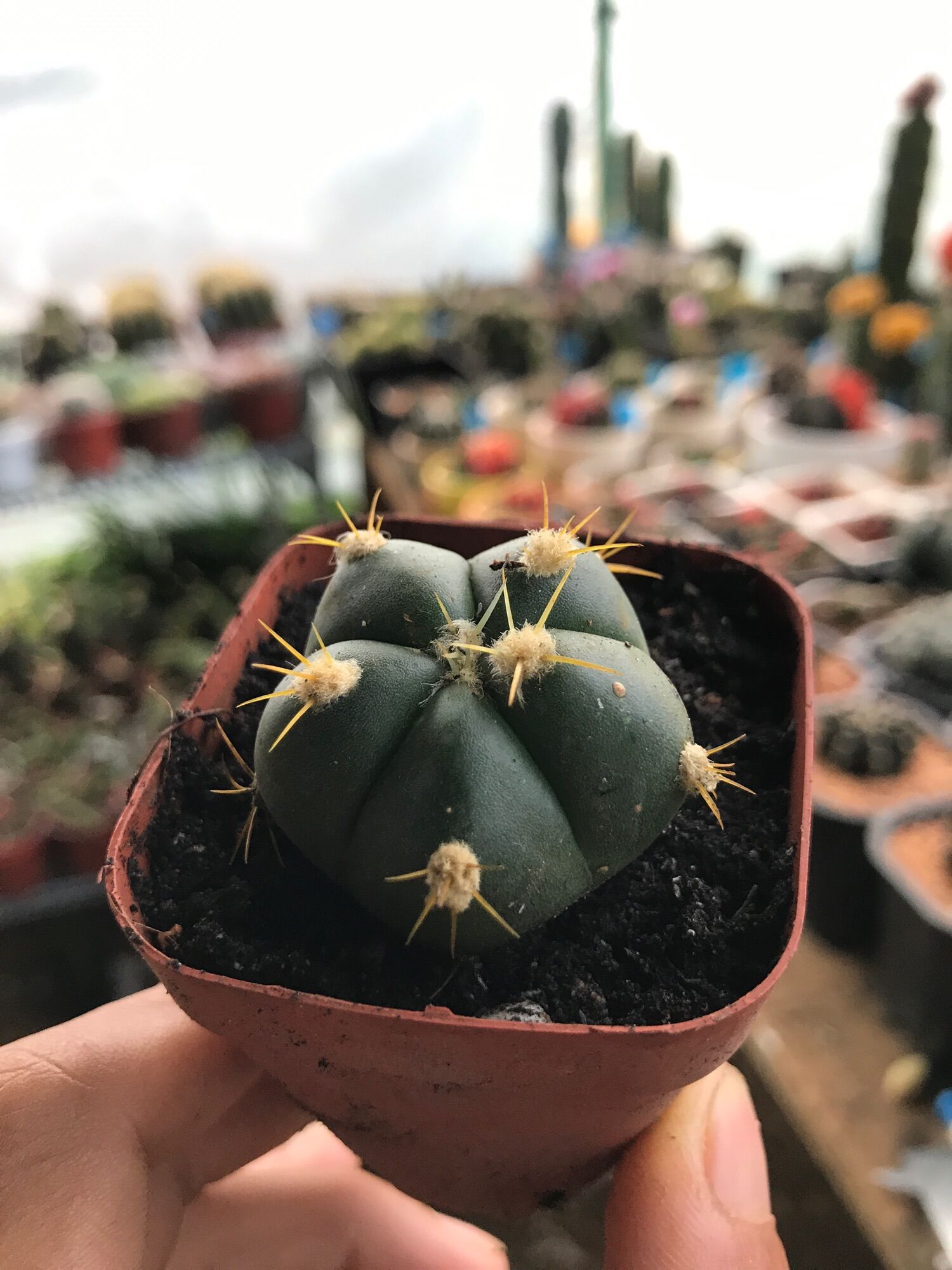 Combo 8 cây xương rồng các loại