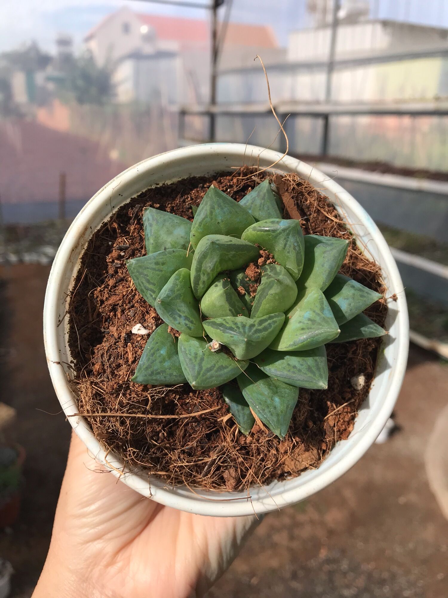 Sen đá ngọn guốc cute size trung