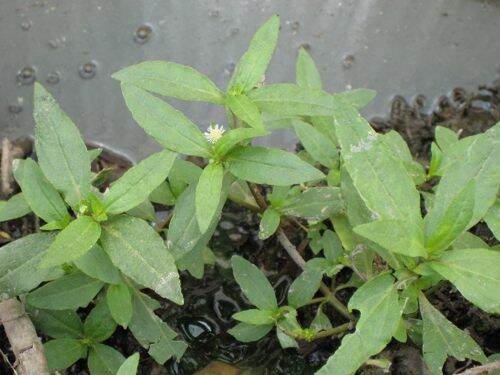 [Chỉ giao Miền Nam] Cây cỏ mực giống (10 cây con)