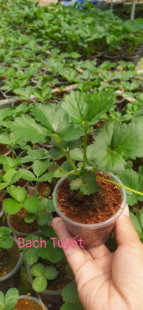 Combo 5ly dâu cấy mô bạch tuyết trồng ổn định trong ly