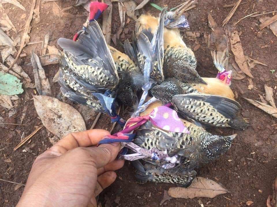 1 bộ cung cút 10 cung
