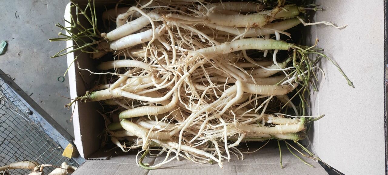 Sâm dây Ngọc Linh _ Đẳng sâm kontum