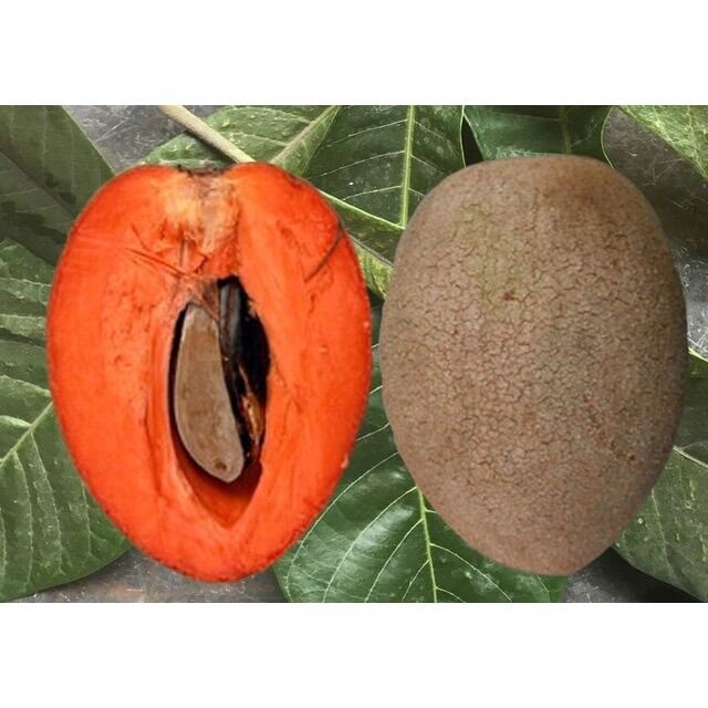 Cây giống Hồng xiêm ruột đỏ