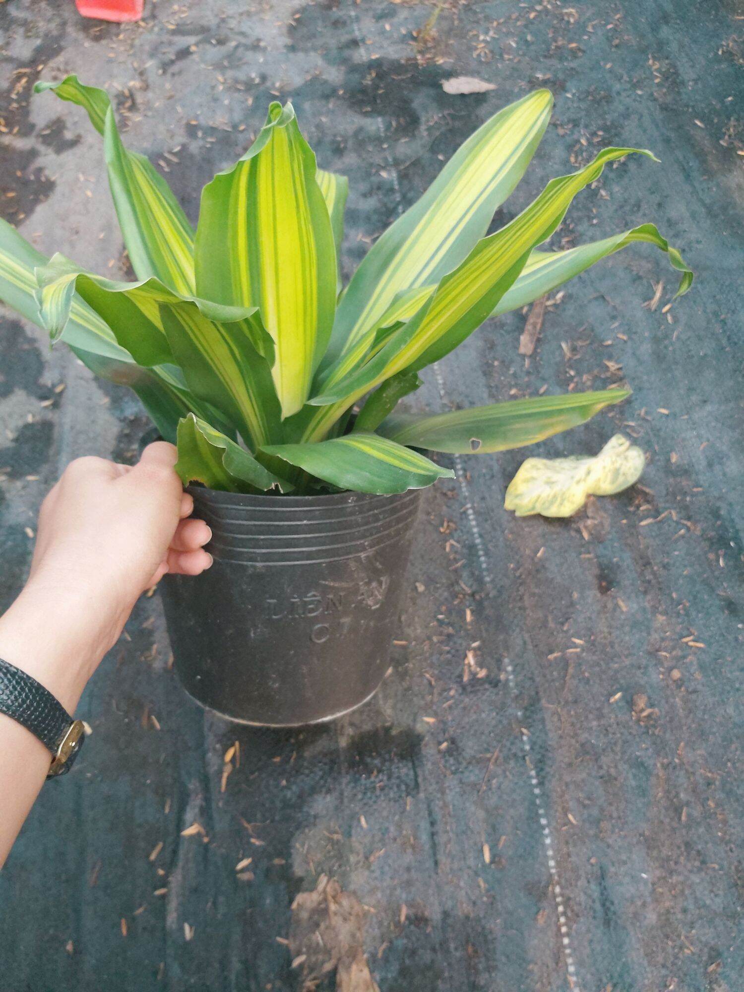 Thiết Mộc Lan (Phát tài sọc)
