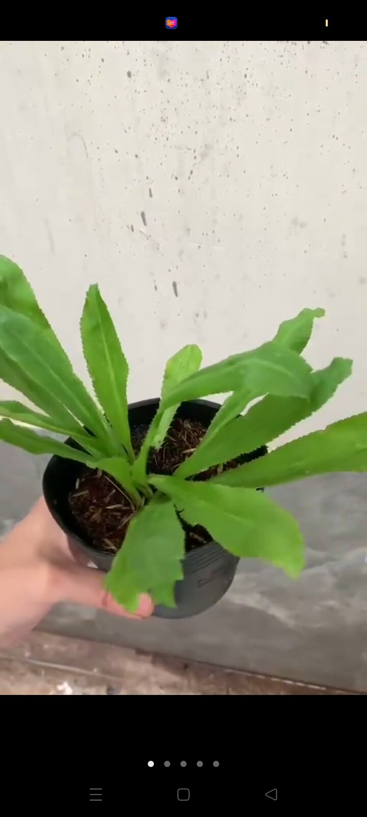 Cây giống ngò gai