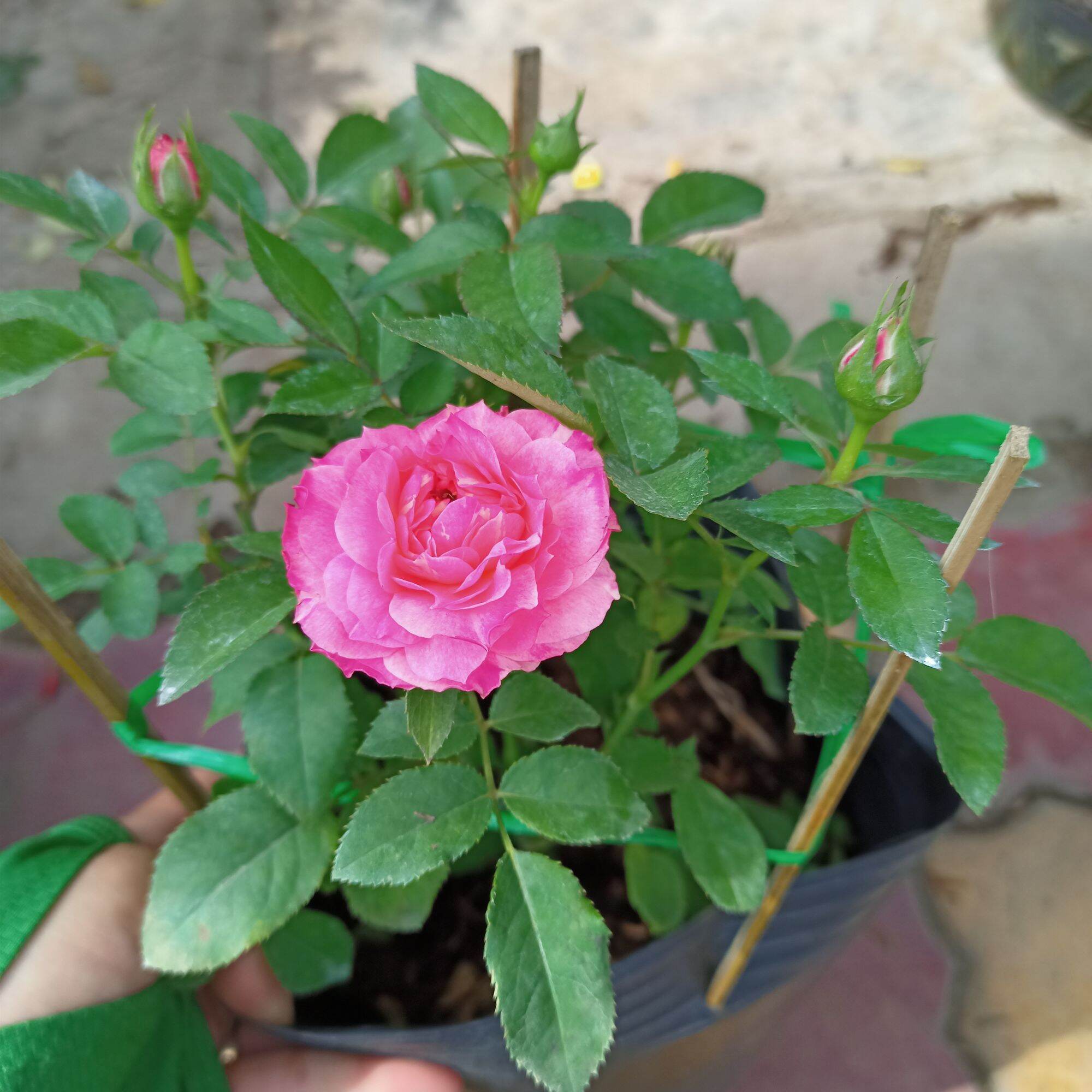 Chậu cây hoa hồng tezza hồng siêu nụ
