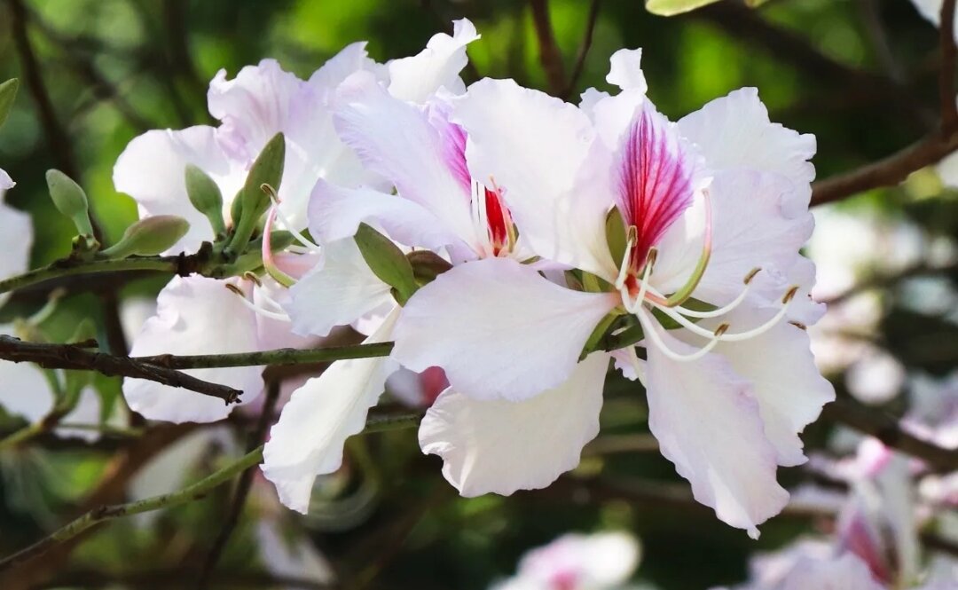 Cây giống hoa ban trắng tây bắc