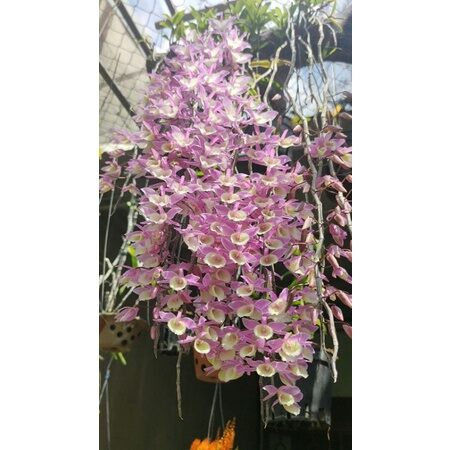 Serum giảm Quầng Thâm Mắt Thorakao