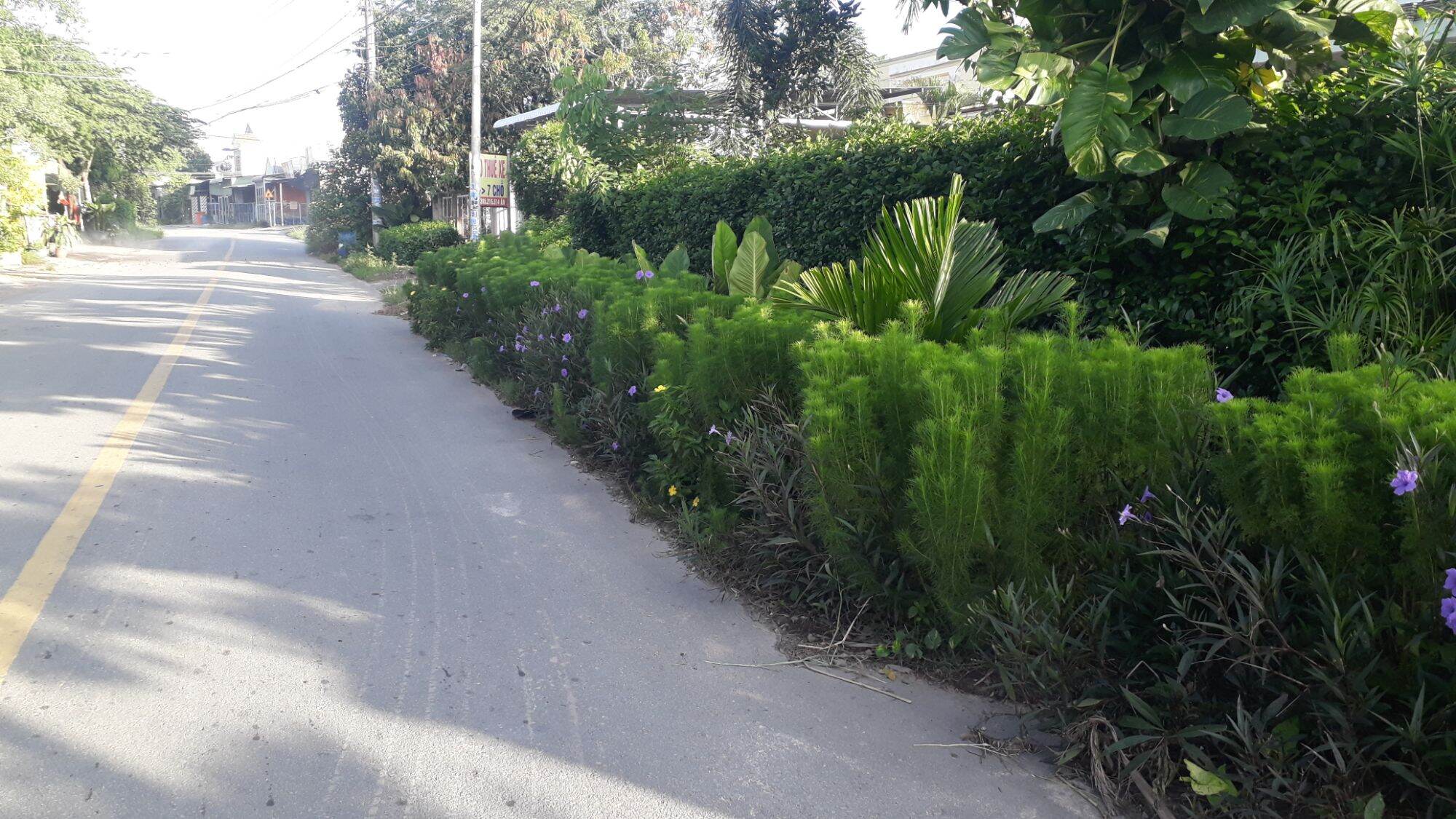 Giống thì là thân gỗ