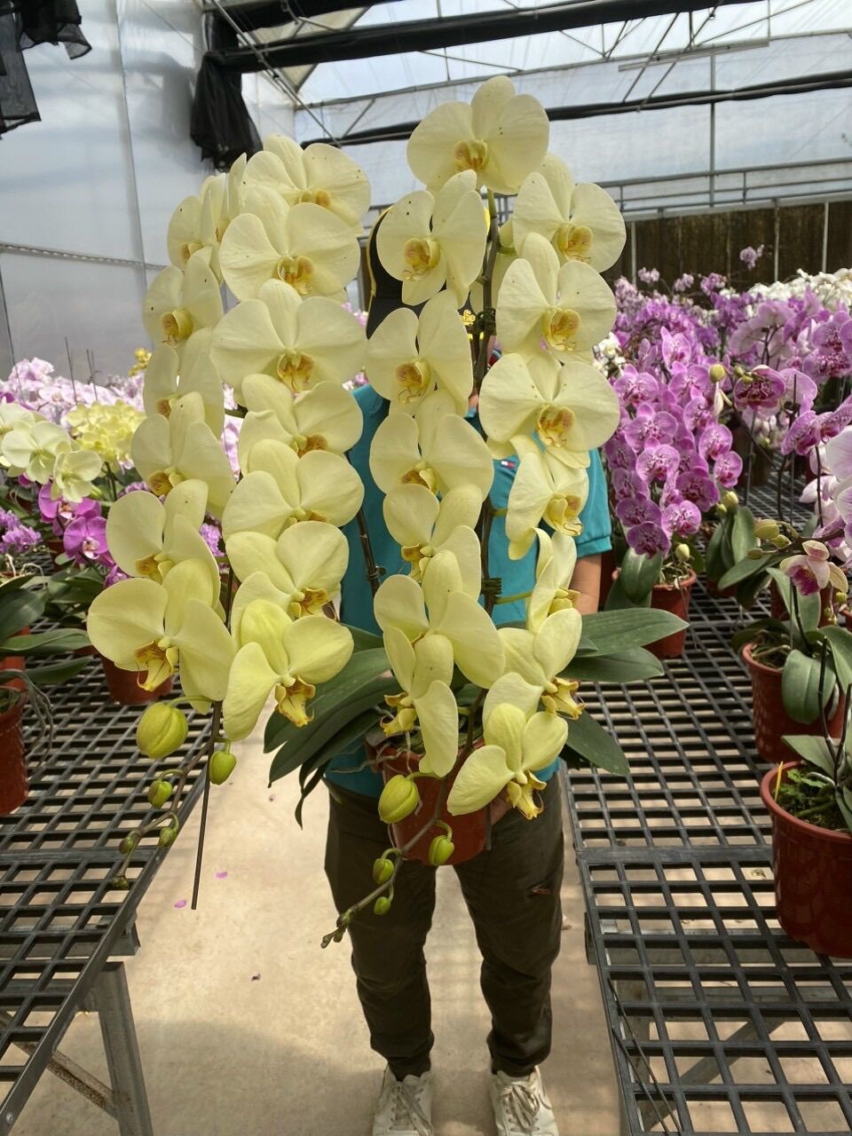 Lan Hồ Điệp Hoa Đại (Cây cắt cành) - Có 10 Màu hoa
