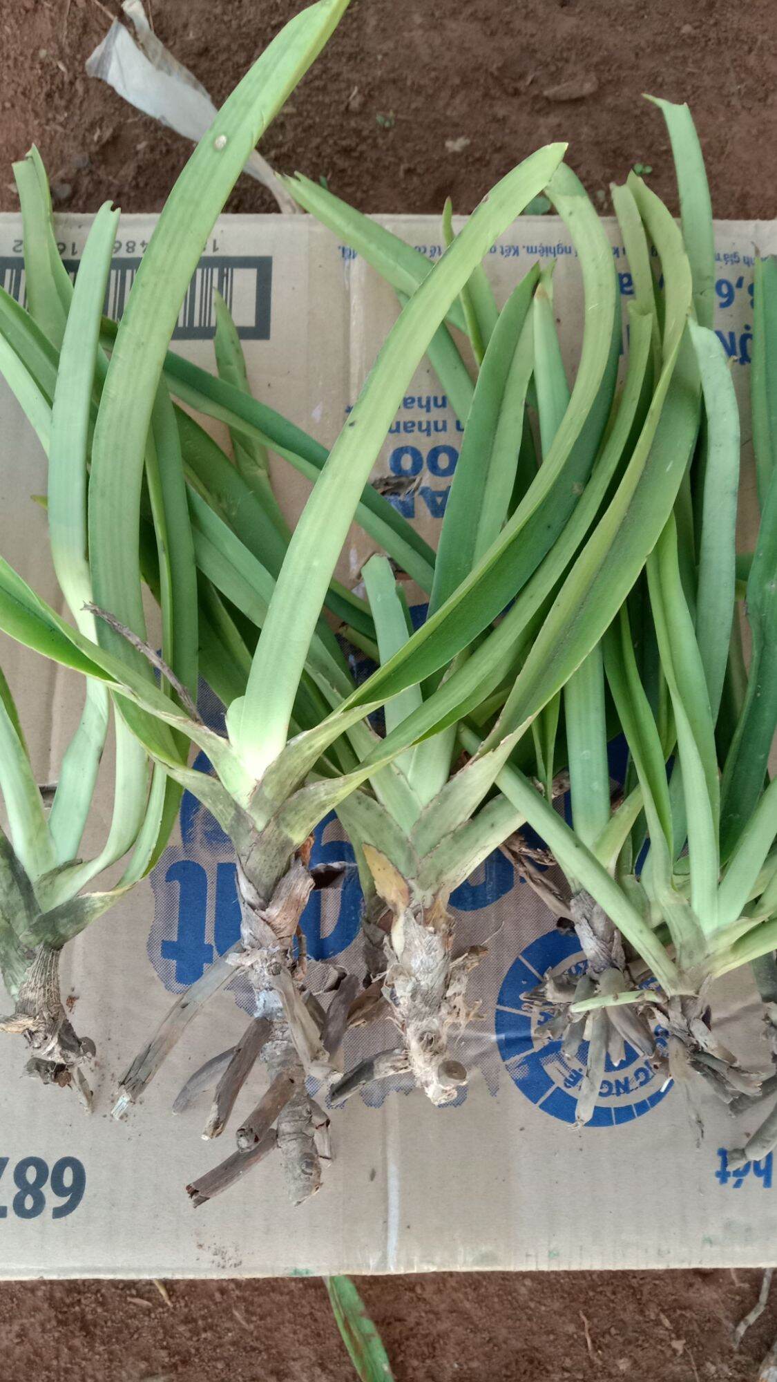 Combo 3 cây lan đuôi chồn 90 k