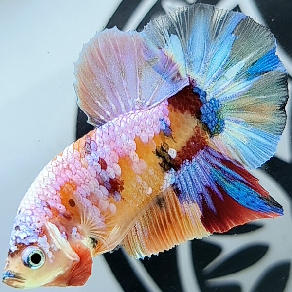 Koi nemo candy nền vàng cam twister trang trí hồ cá cảnh