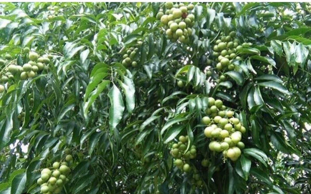 lá mắc mật tươi nhà trồng (500gr)