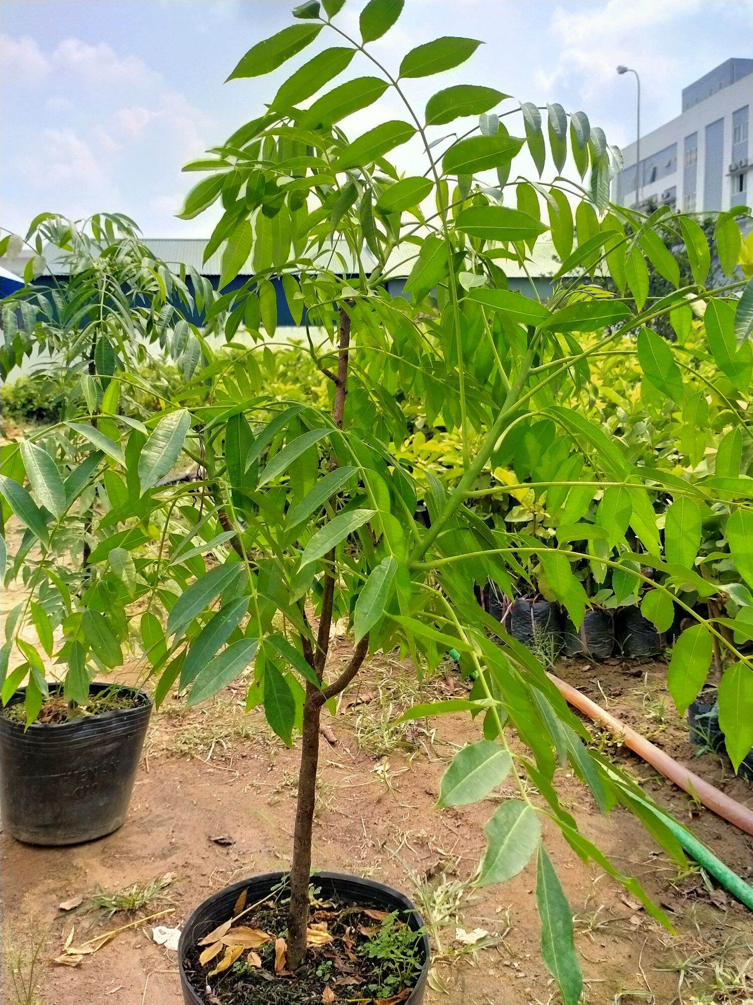 Cây giống cóc thái lùn đang cho hoa