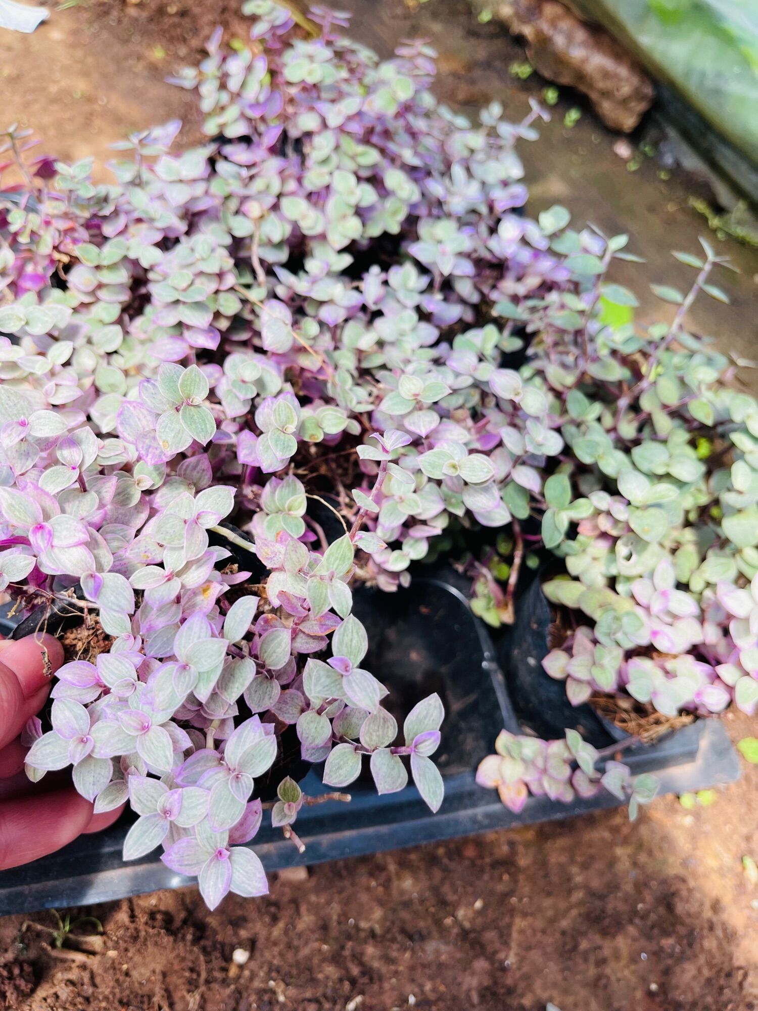 Sen đá thài lài tím size bầu 3-5 cm