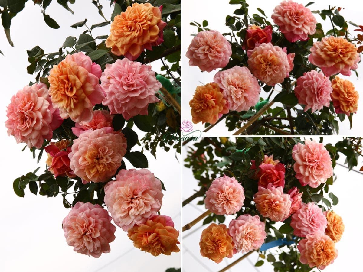 Hoa hồng Miyabi Rose - hồng bụi