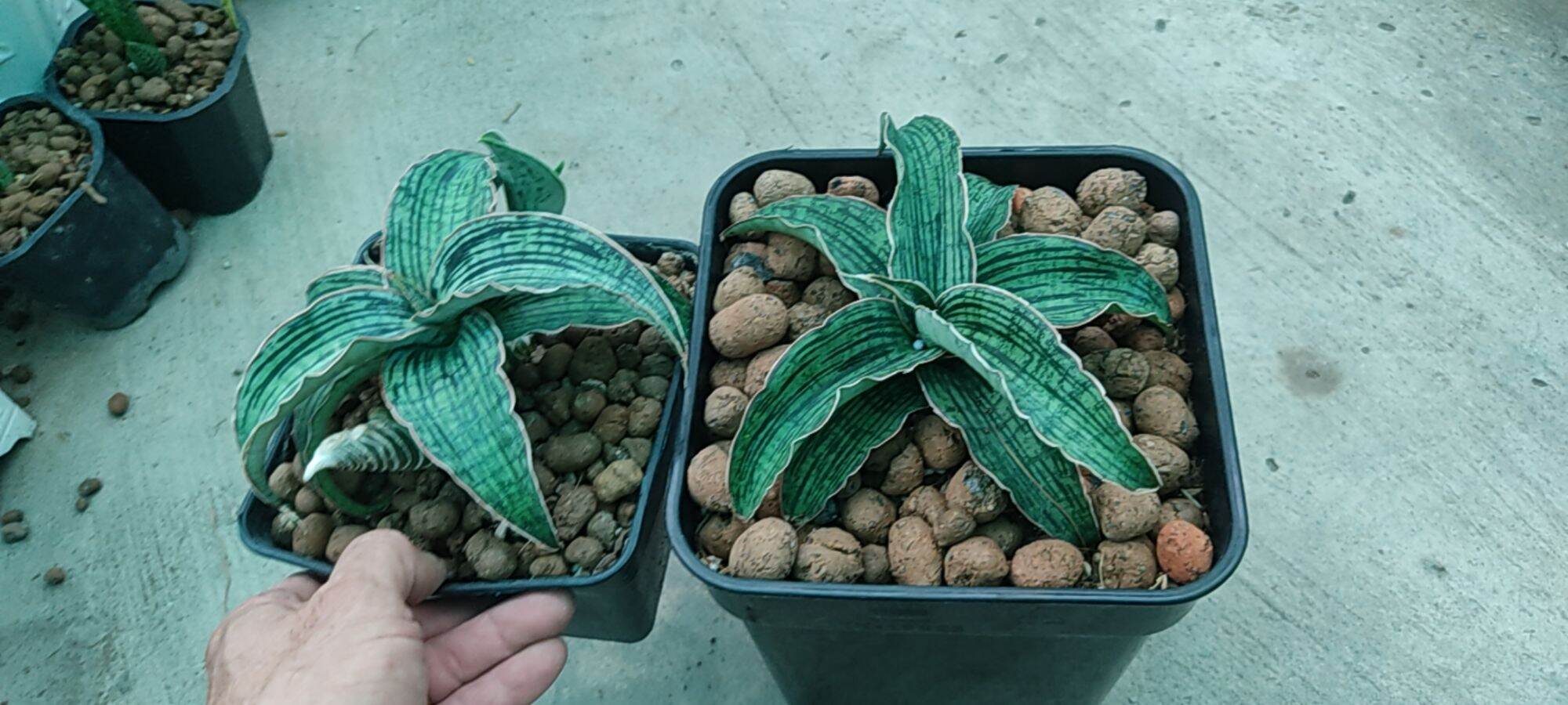Cây lưỡi hổ Cleopatra - Sansevieria Cleopatra
