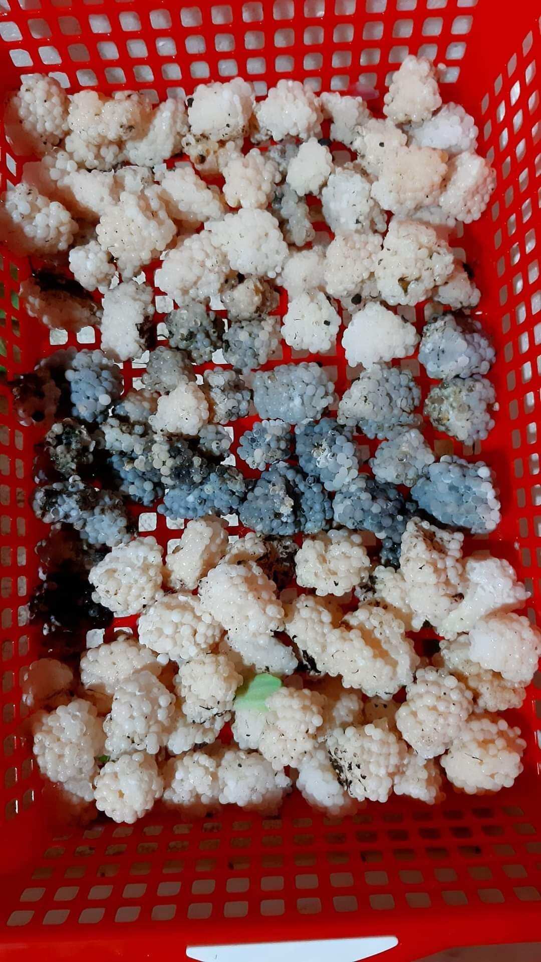 10 trứng ốc bươu đen