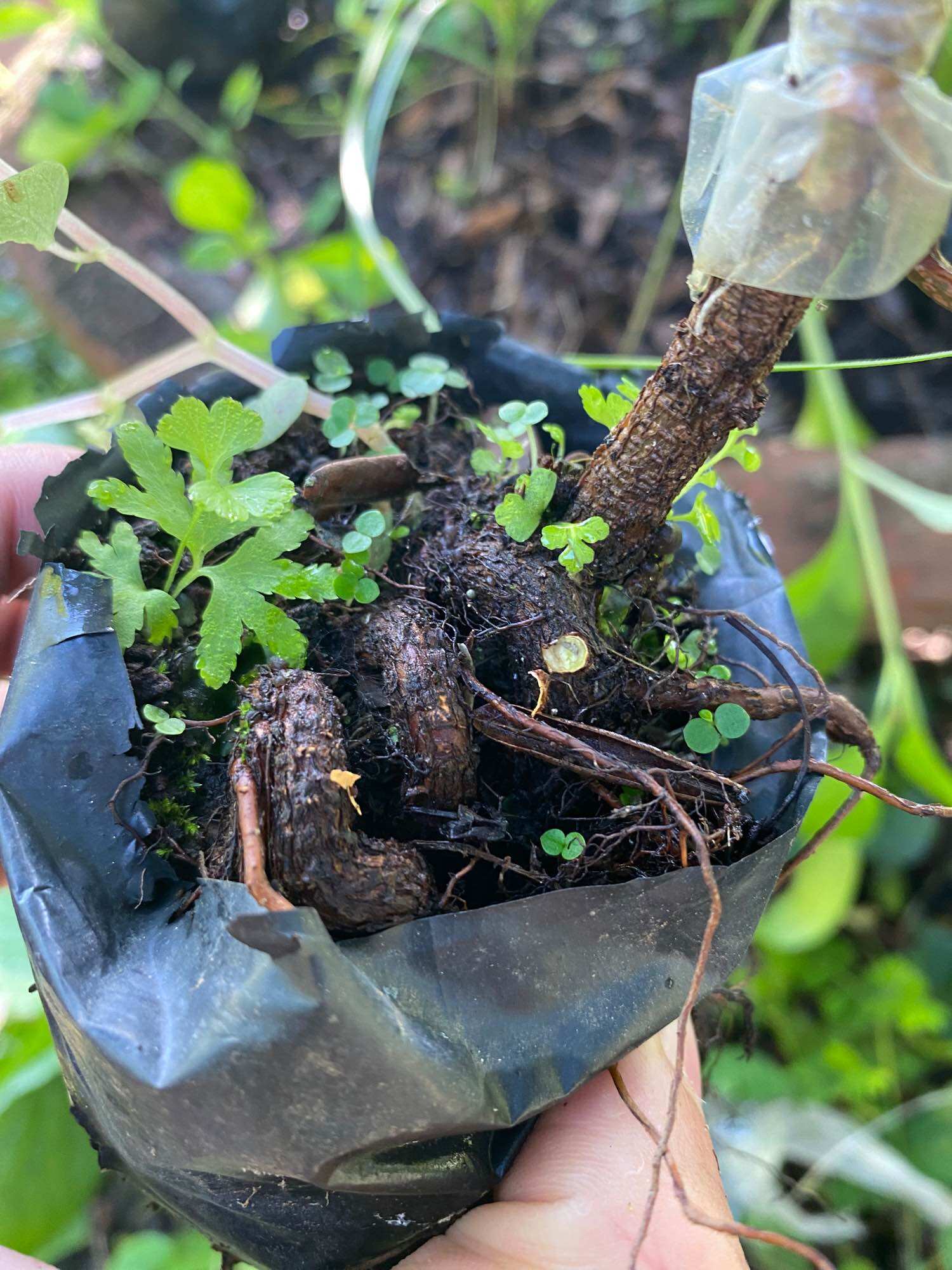10 phôi Mai thủ đức quắn rể