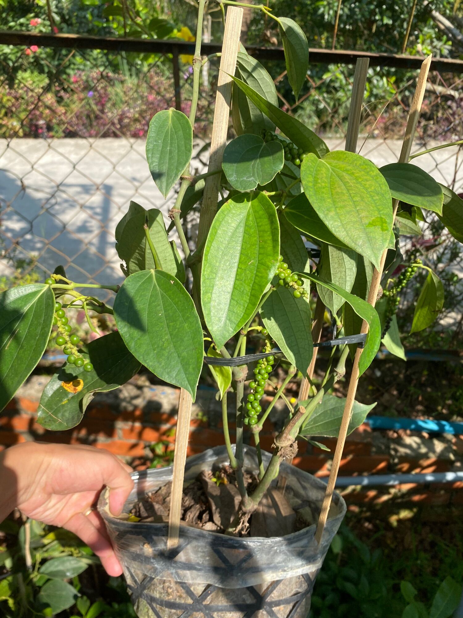 Chậu Cây tiêu xanh