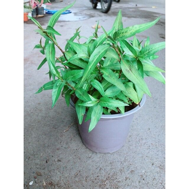 Chậu rau răm giống