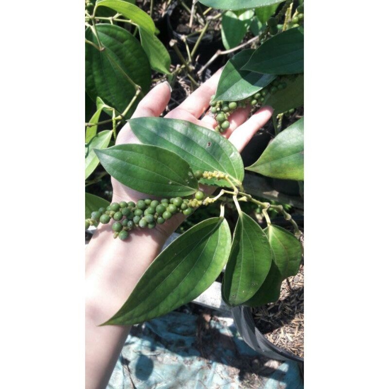 Cây hồ tiêu đang trái (ảnh thật)