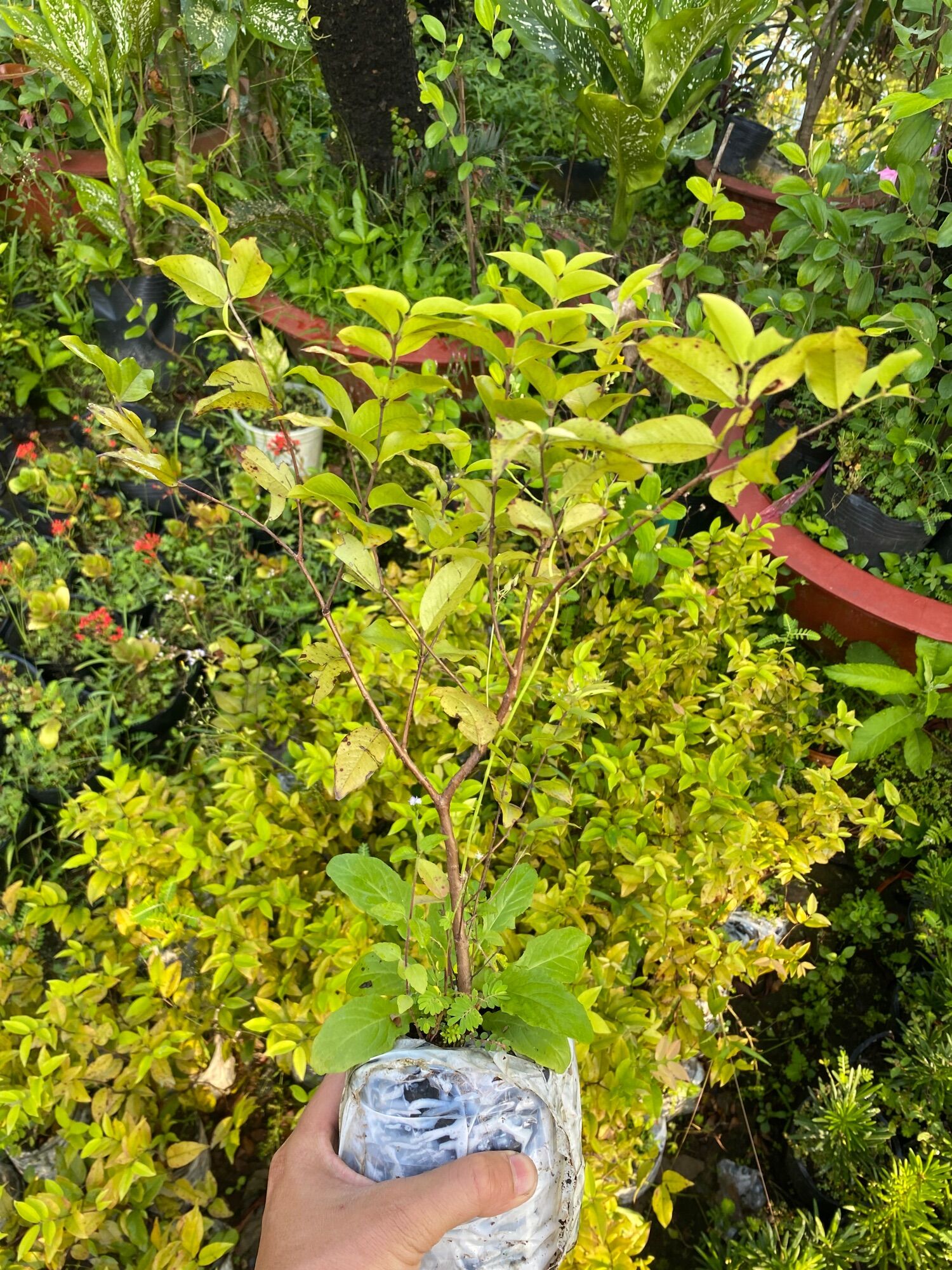 Nho thân gỗ lá lớn ( cây giống )