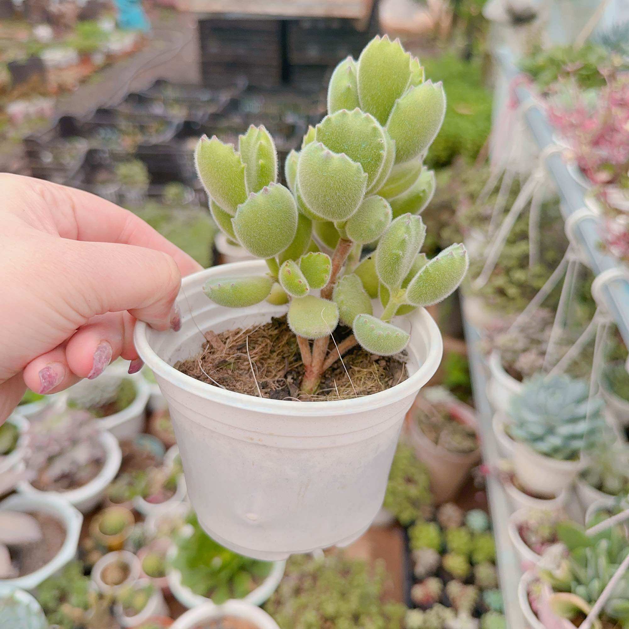 Sen đá tay gấu size trung 5-7cm