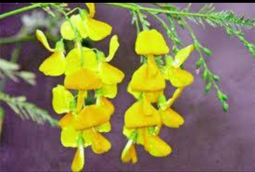 Hạt giống Bông Điên Điển