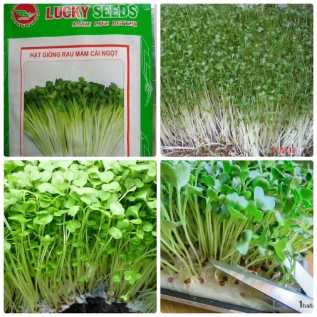 Hạt giống rau mầm cải ngọt - 50 gram