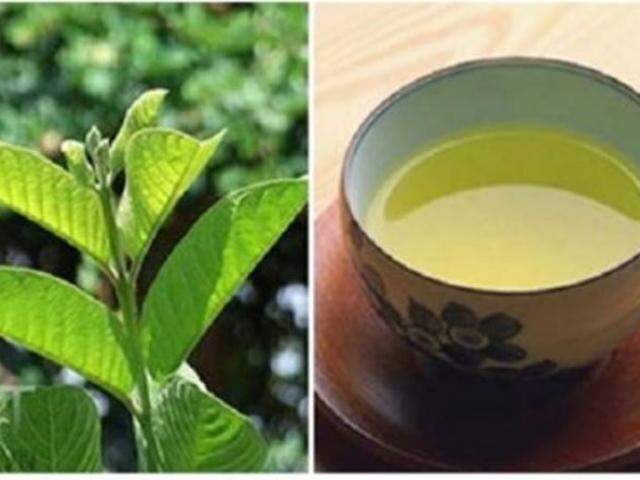 Trà lá ổi  khô nguyên lá  phơi khô (giá 1kg)
