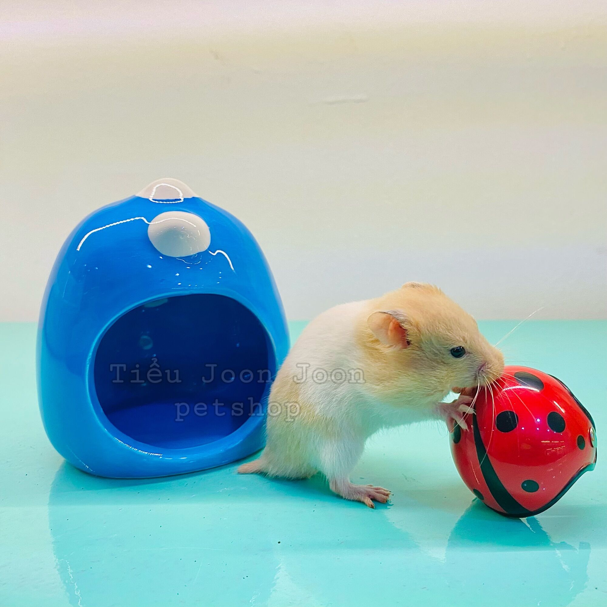Nhà ngủ sứ Khủng long - Hamster🐹