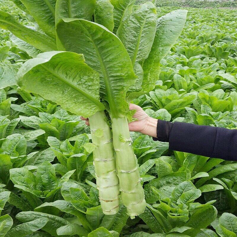 HẠT GIỐNG RAU DIẾP NẾP XANH TÍM