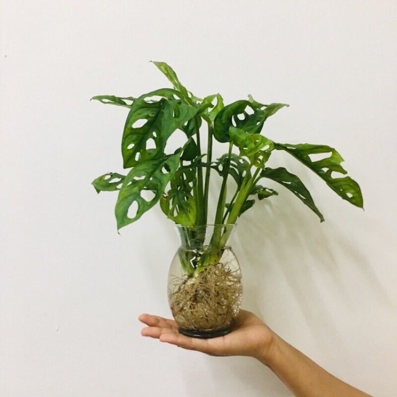 Trầu bà lá lỗ lớn