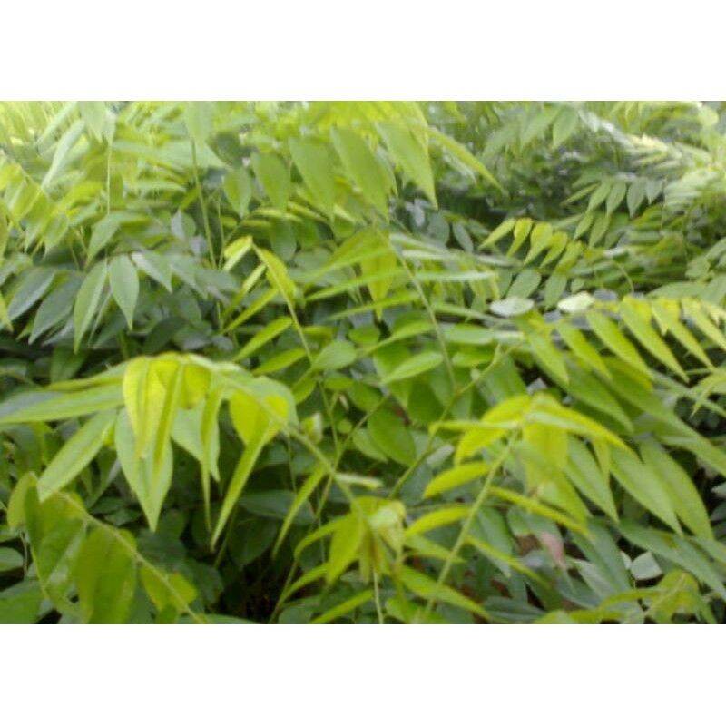 Cây giống gỗ xưa đỏ